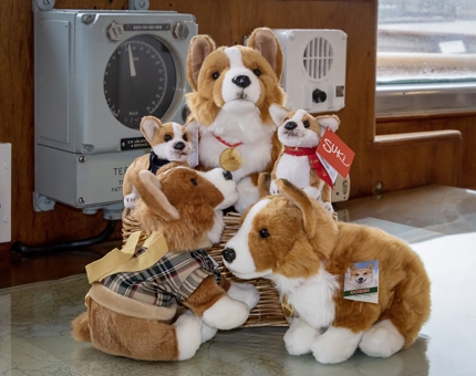 Several soft cuddly Corgi dogs with a miniature keyring dog.