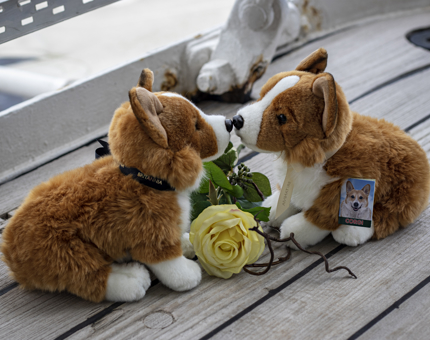 Two cuddly corgis press their noses together in a 'kiss' with a yellow rose sitting between them.